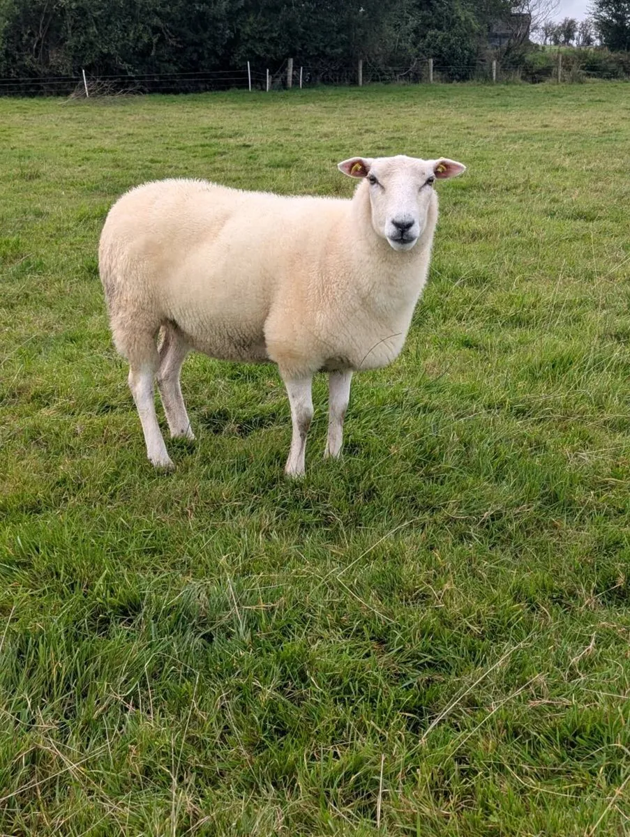 Belclare Hogget ewes - Image 3