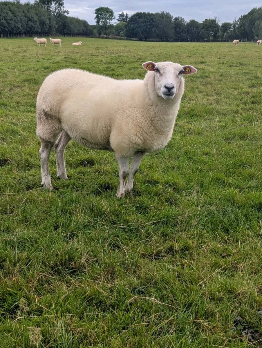 Belclare Hogget ewes - Image 4