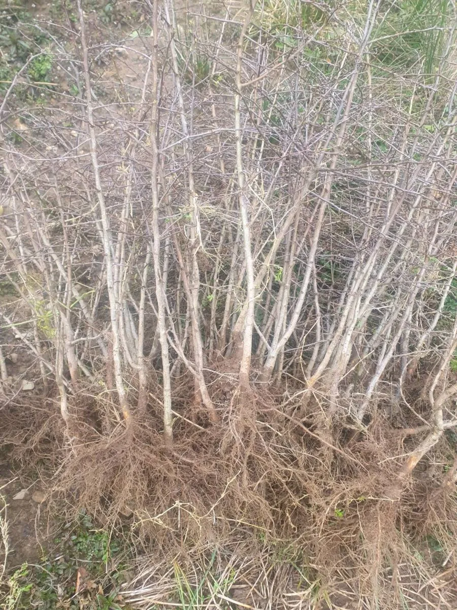 IRISH WHITETHORN FOR INSTANT HEDGE 3 TO 5FT - Image 2
