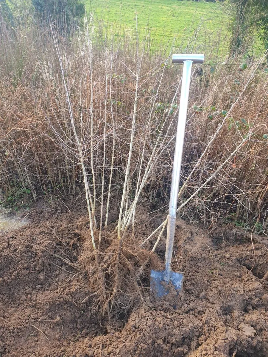 IRISH WHITETHORN FOR INSTANT HEDGE 3 TO 5FT - Image 1