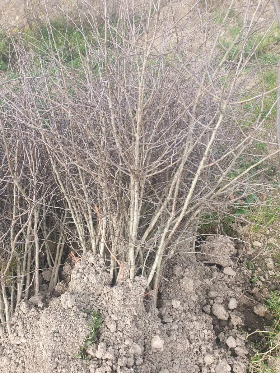 IRISH WHITETHORN FOR INSTANT HEDGE 3 TO 5FT - Image 3