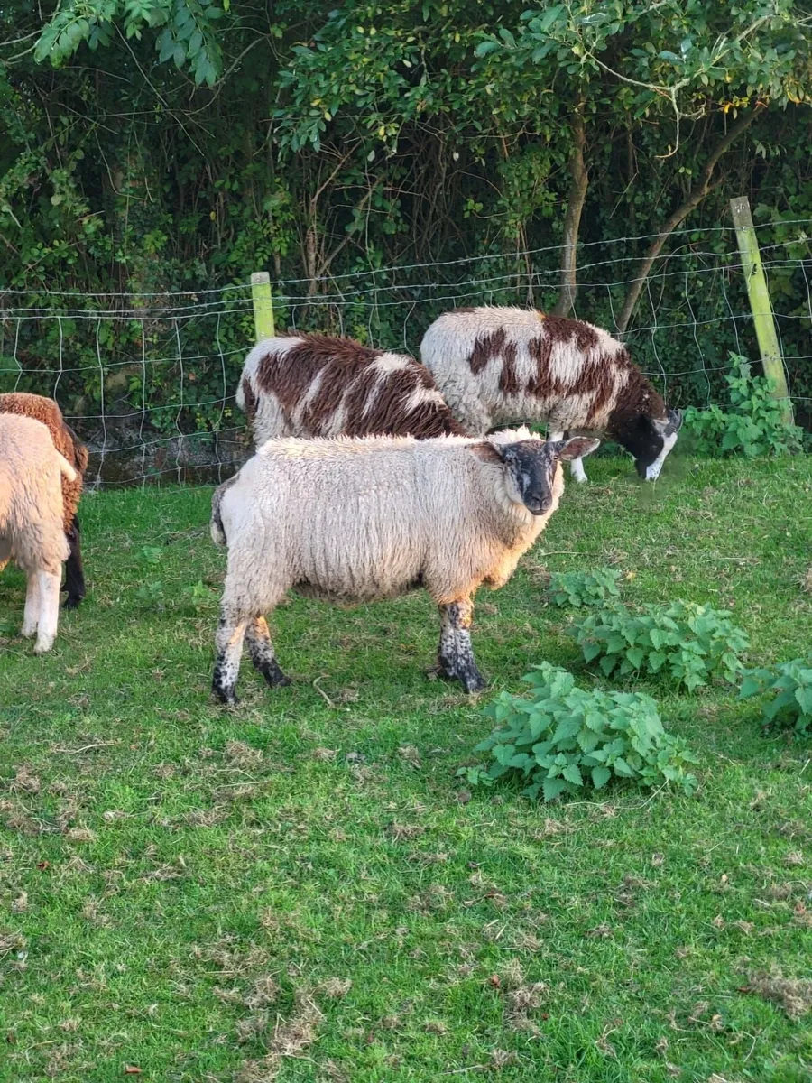 Ewe lambs - Image 2