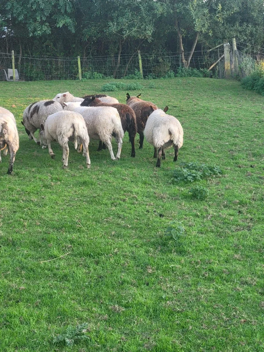 Ewe lambs - Image 3
