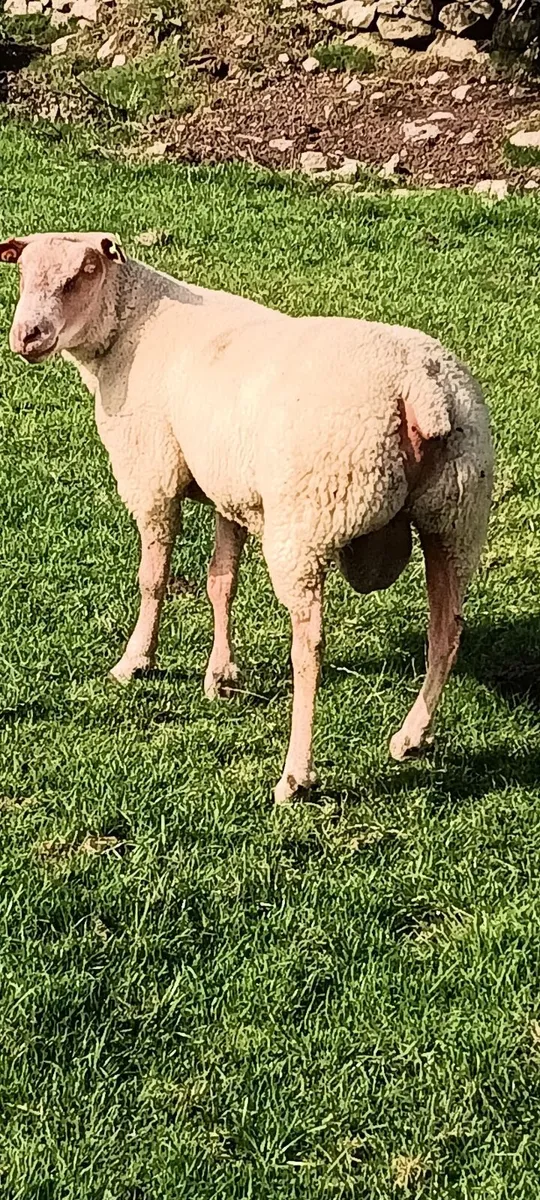 Beltex rouge dorset rams - Image 1