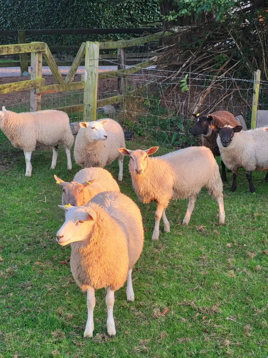 Ewe lambs - Image 1