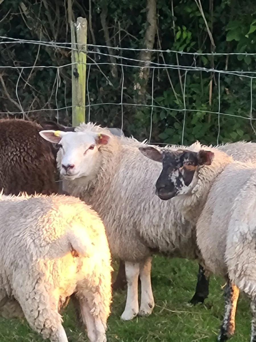 Ewe lambs - Image 4