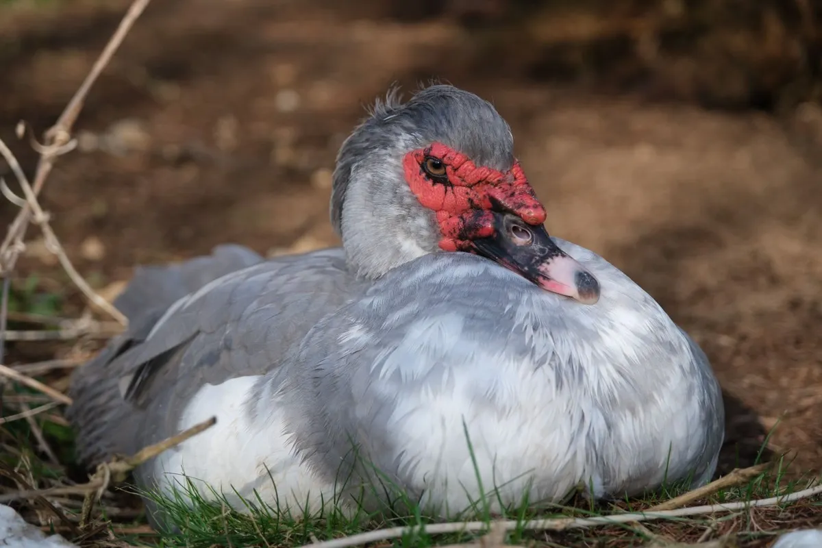 Muscovy Ducks - Image 1