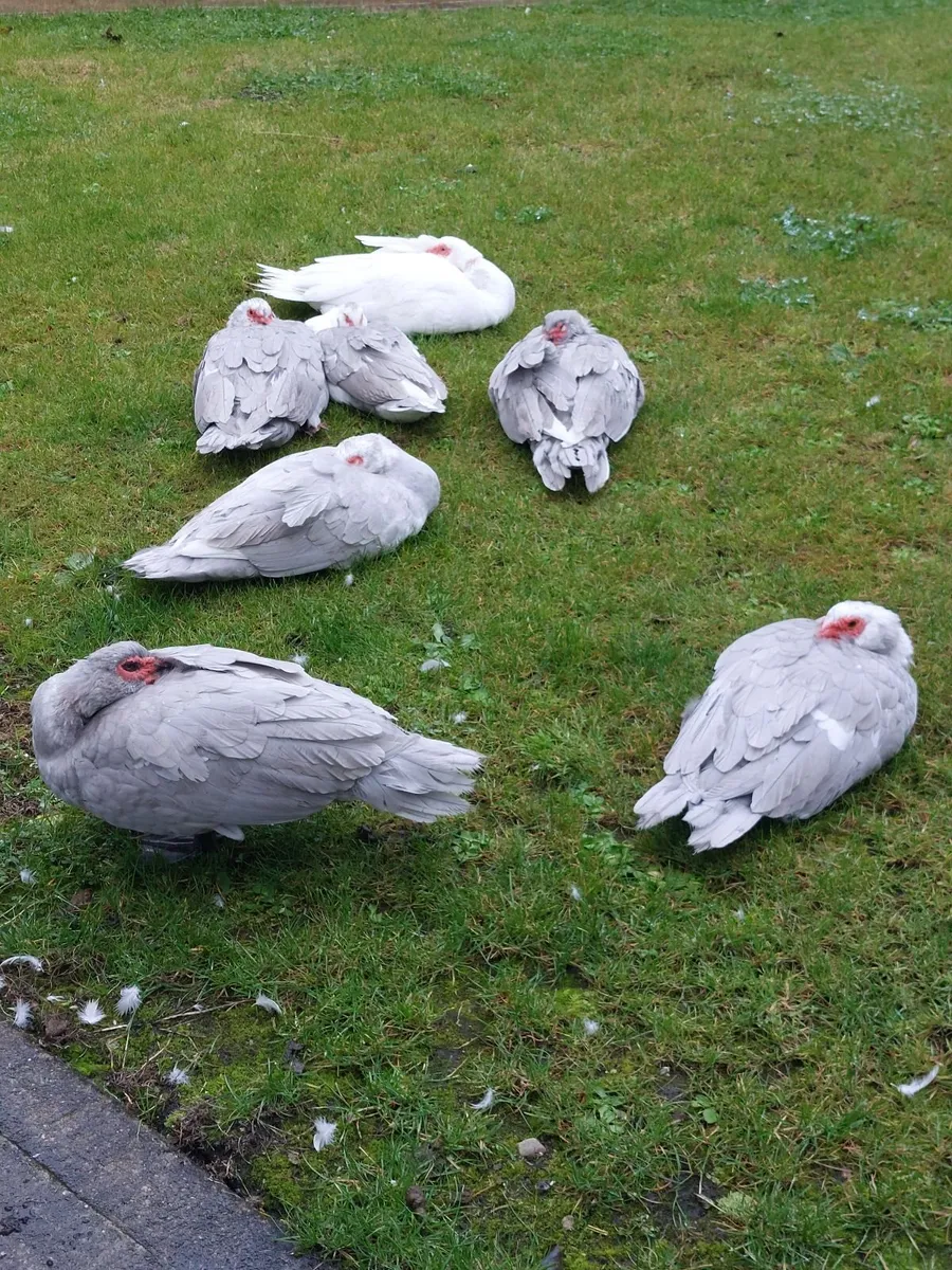 Muscovy Ducks - Image 2