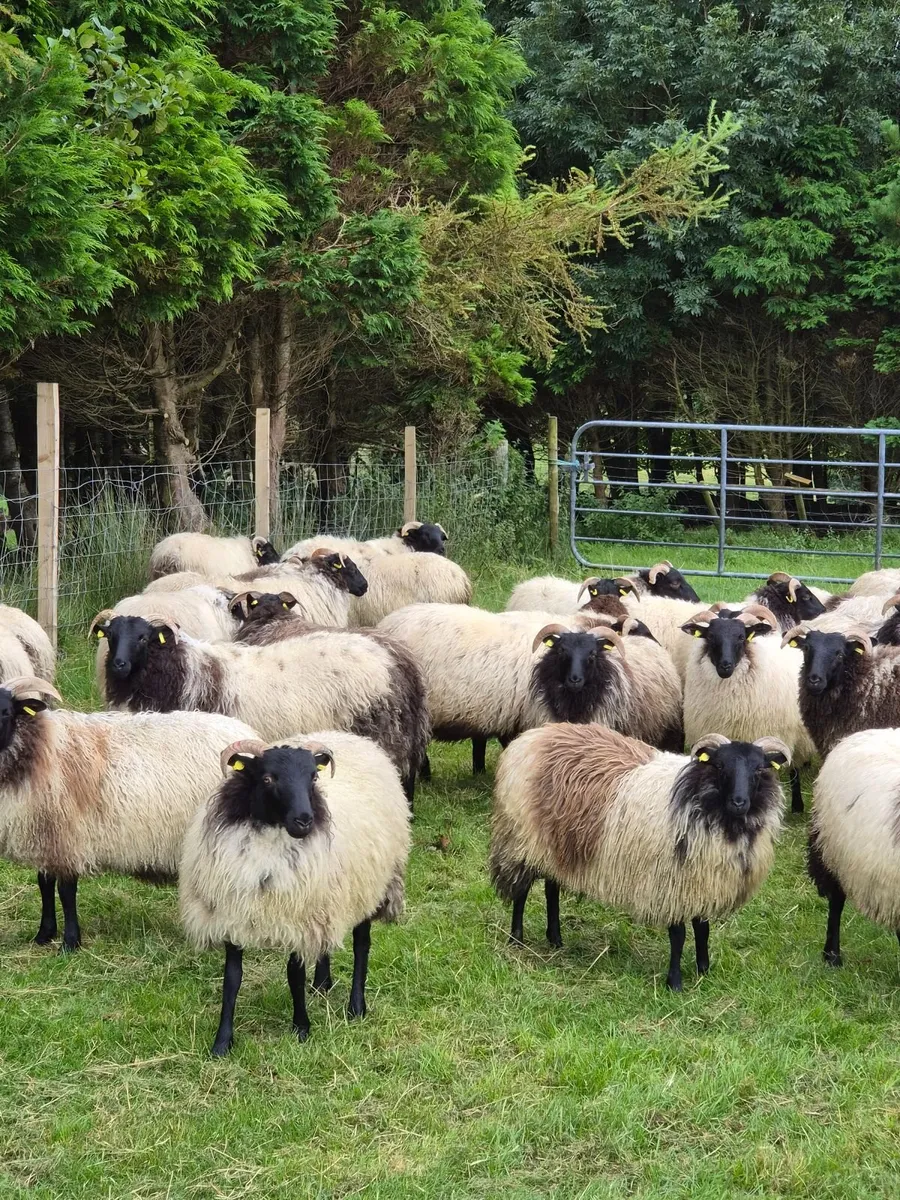 Organic Mayo Blackface Ewe lambs - Image 1