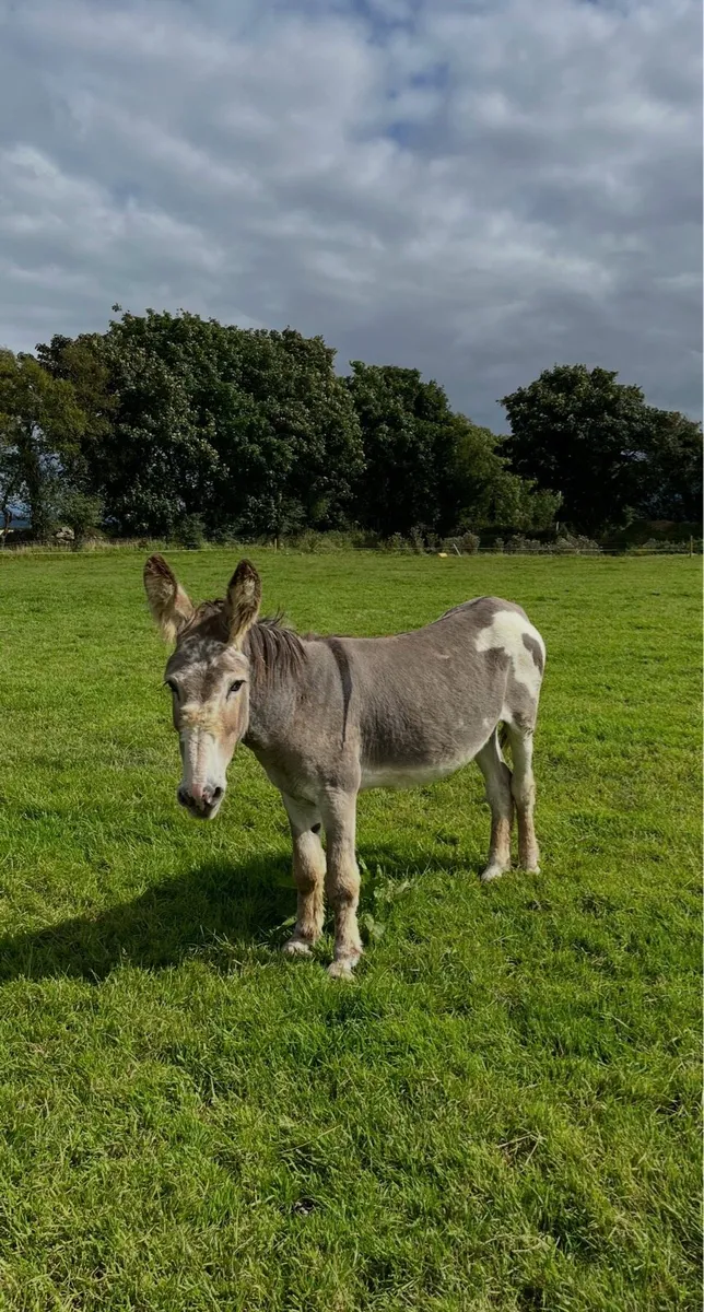 Male Donkey (full male) - Image 1