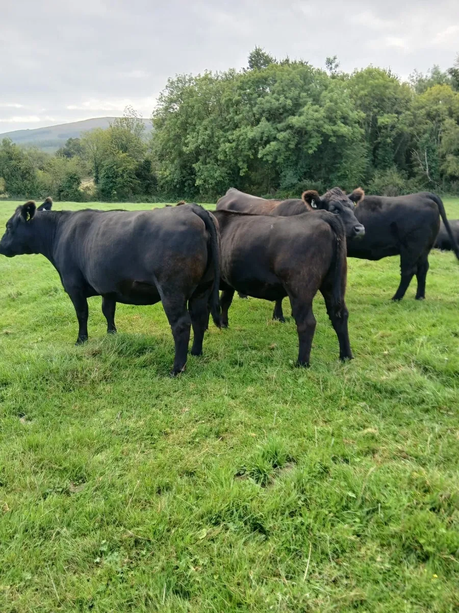 Pure Breed Aberdeen Angus Heifers - Image 1