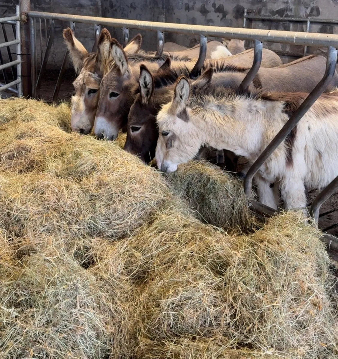 Male Donkey (full male) - Image 2