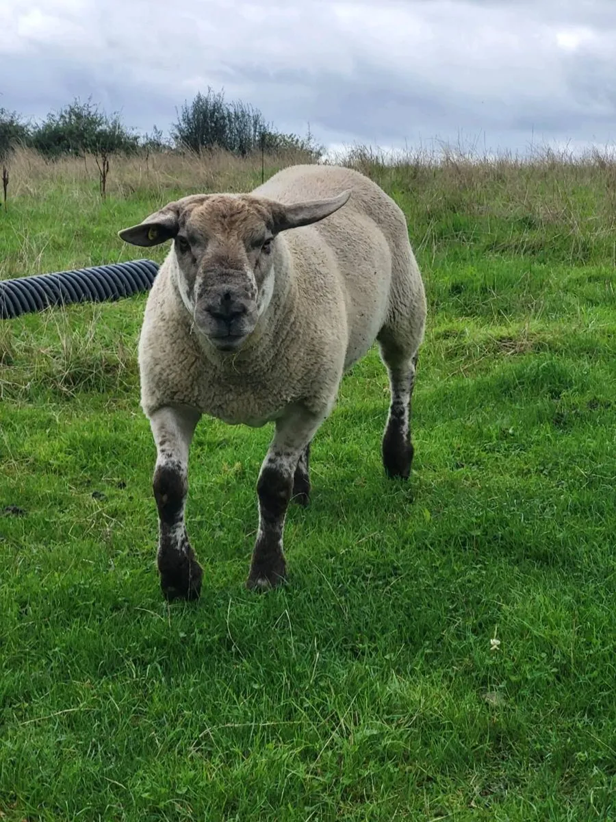 Beltex rams - Image 4