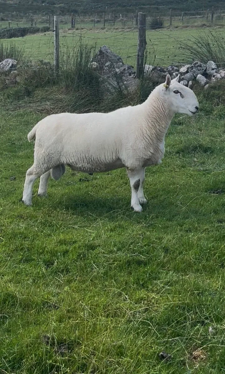 North Country Cheviot Rams - Image 2