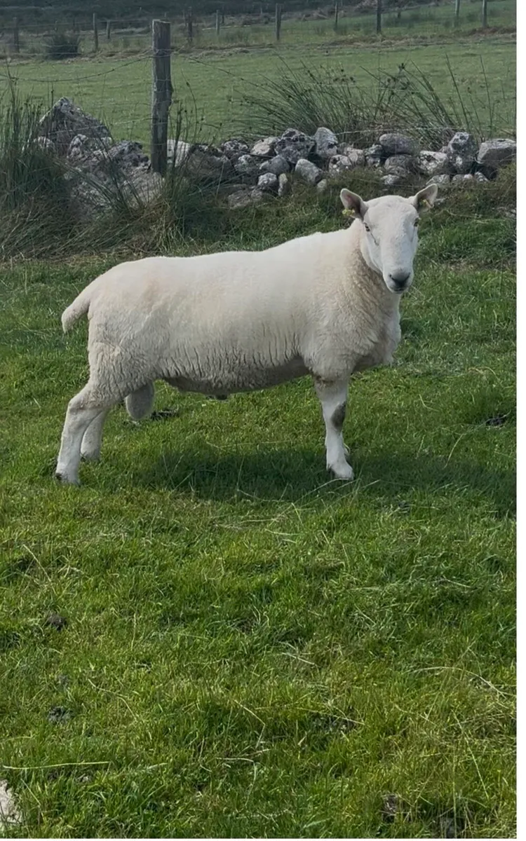 North Country Cheviot Rams - Image 3