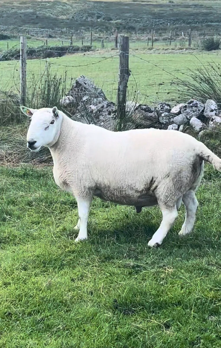 North Country Cheviot Rams - Image 4