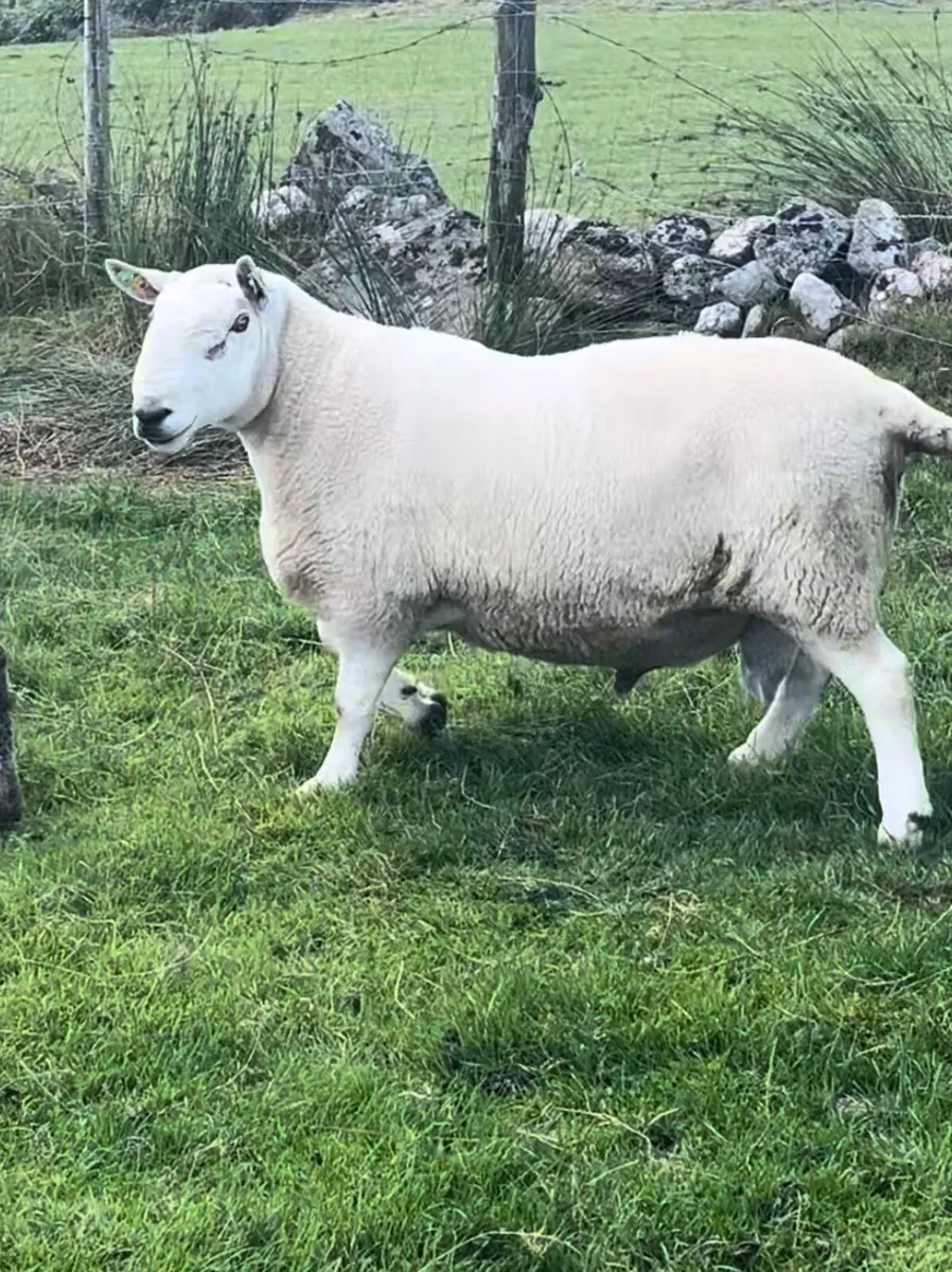 North Country Cheviot Rams - Image 1