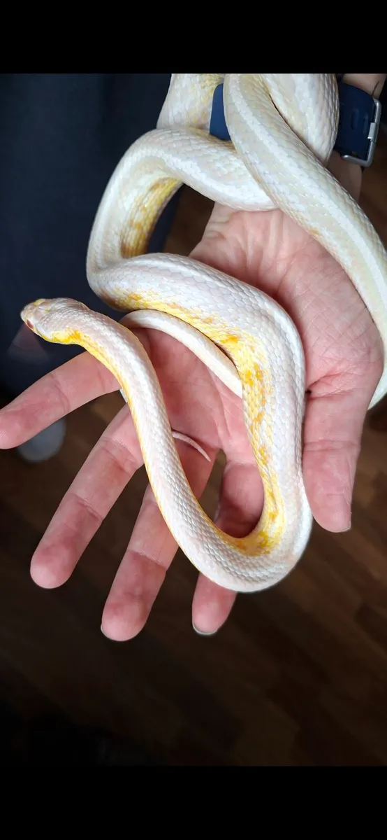 Hatchling corn snakes - Image 4
