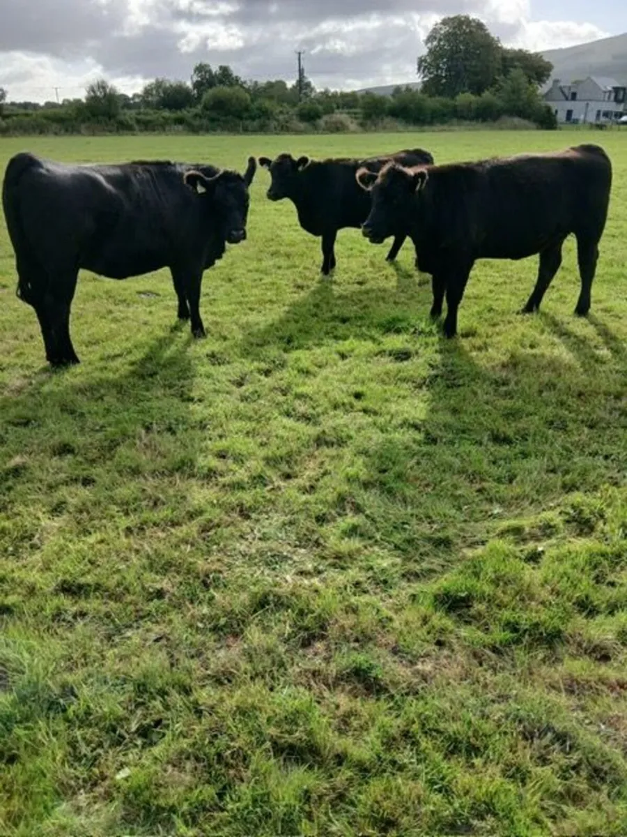 Pure Breed Aberdeen Angus Heifers - Image 2