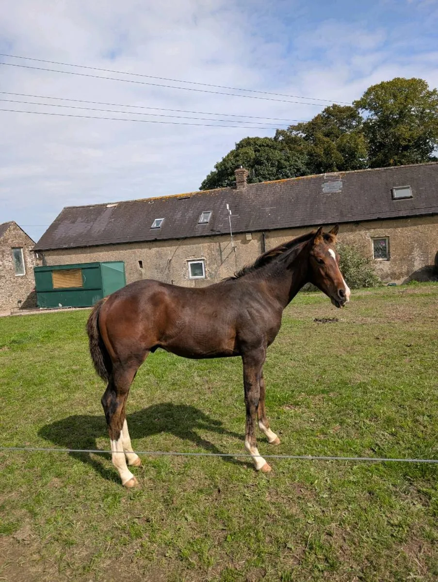 Quality May Foal – Jackadello x Lancelot - Image 1