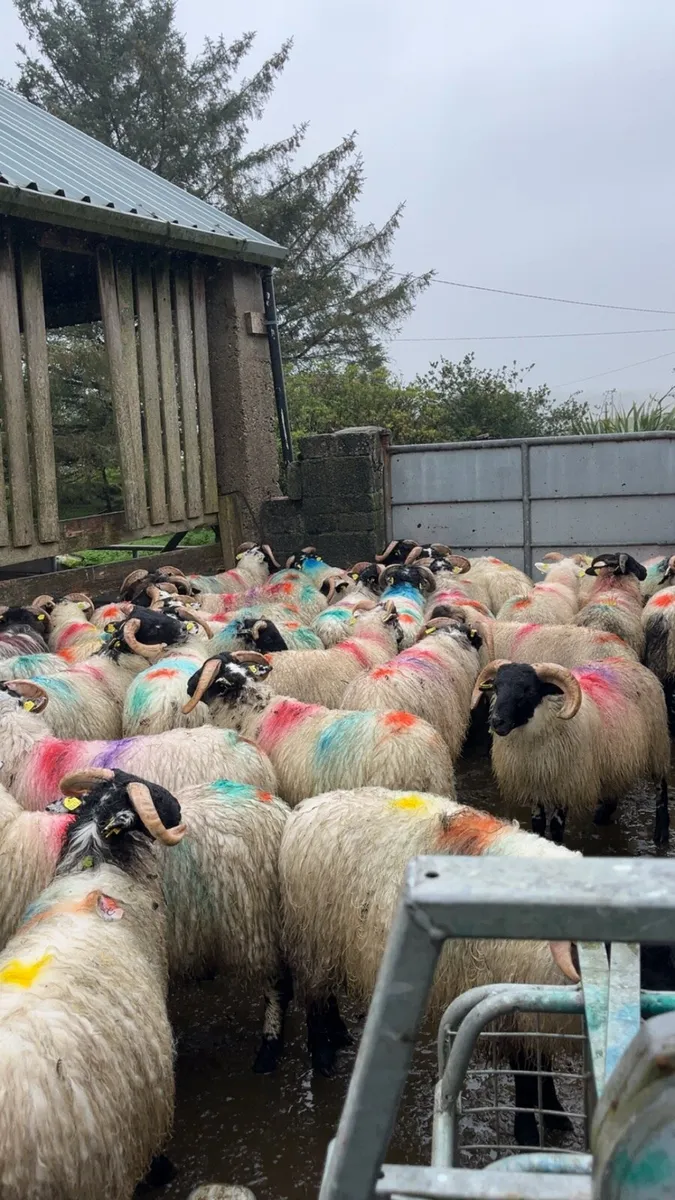 Stores 🐏
