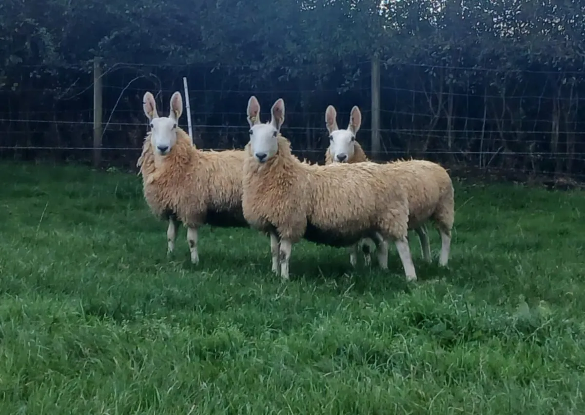 Border Leicester ewe lambs - Image 3