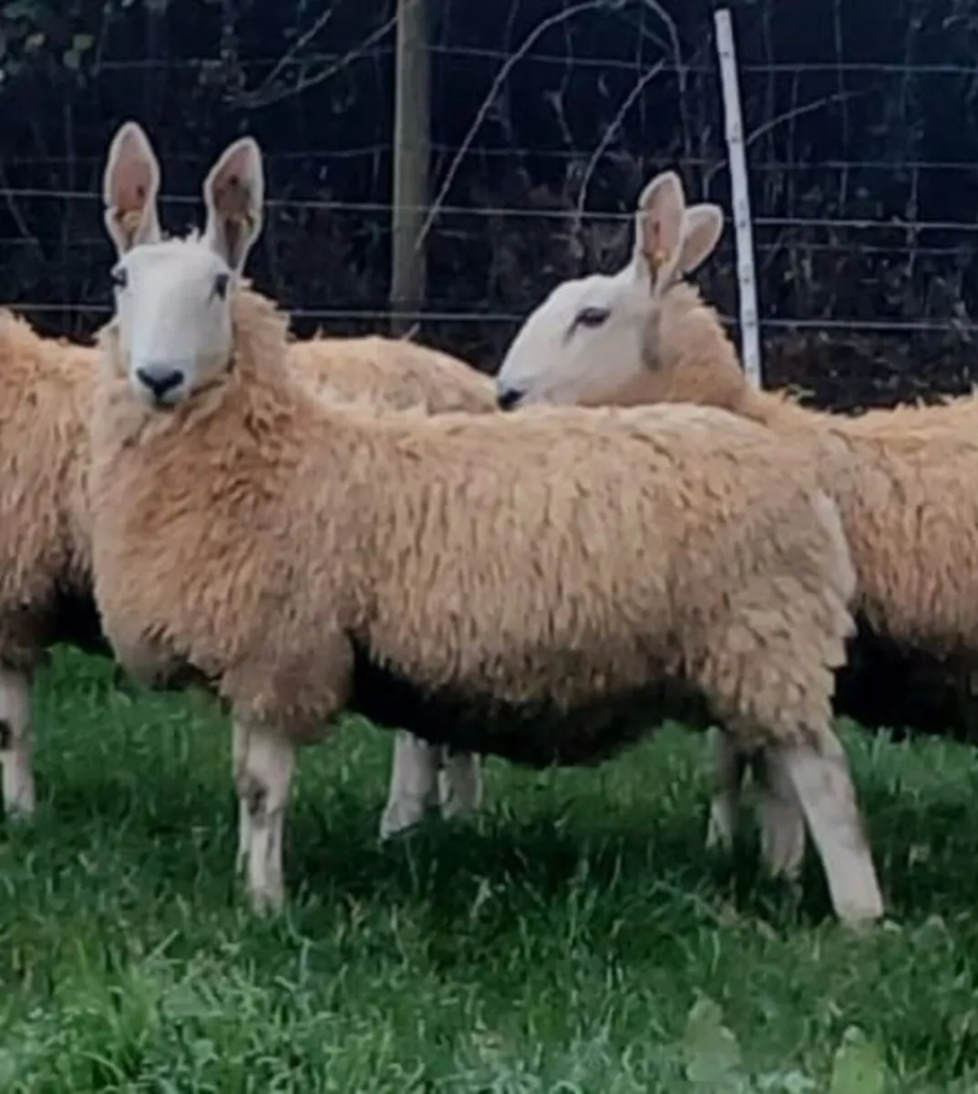 Border Leicester ewe lambs - Image 4