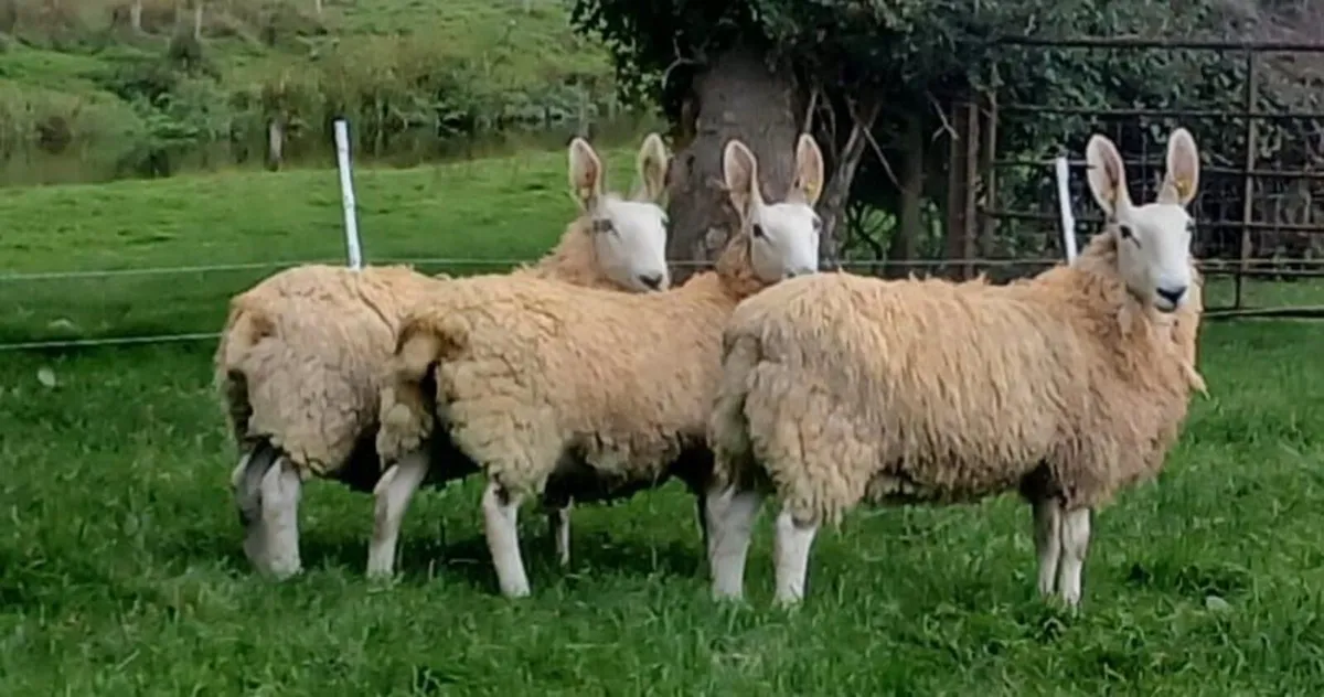 Border Leicester ewe lambs - Image 1