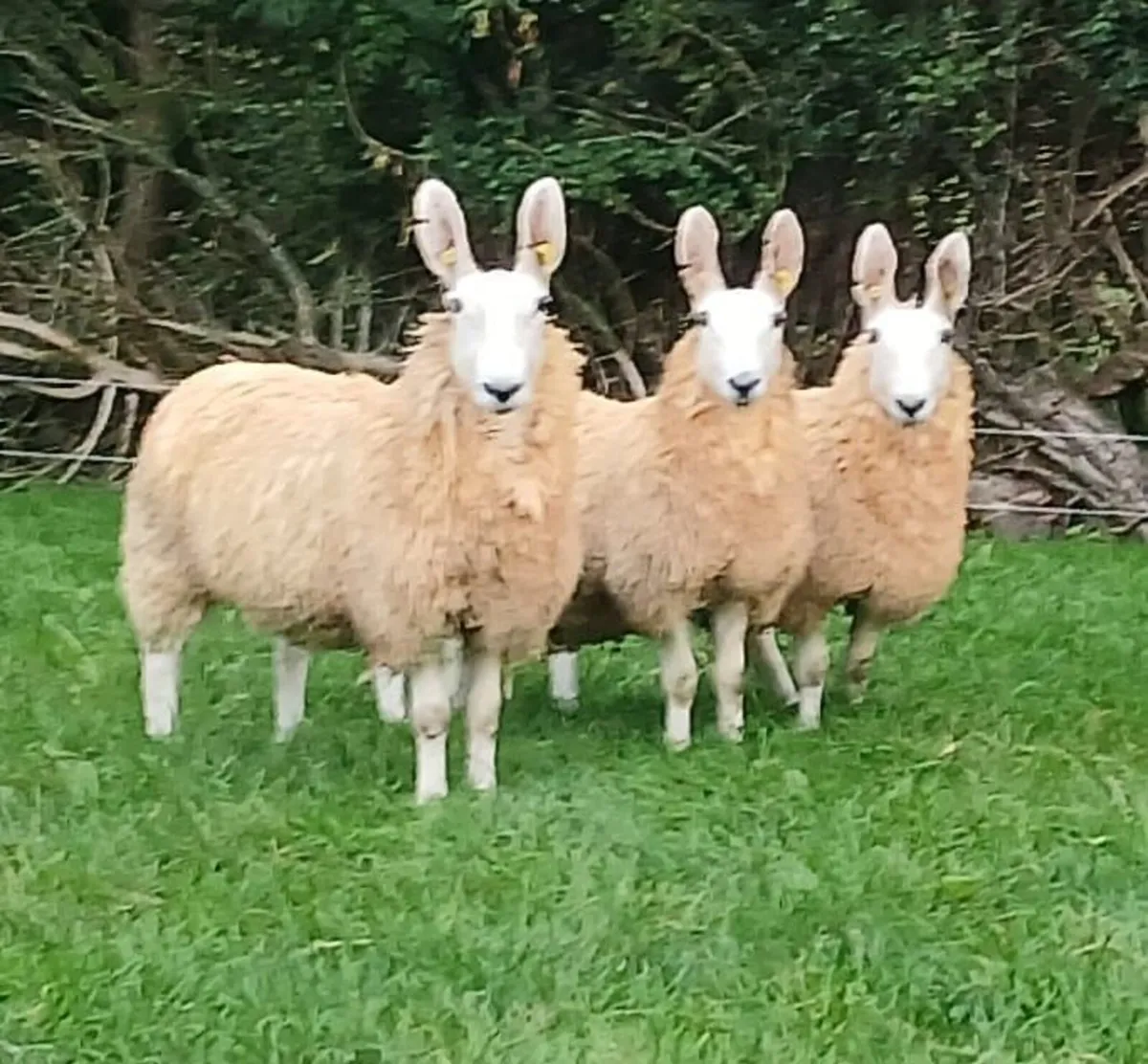 Border Leicester ewe lambs - Image 2