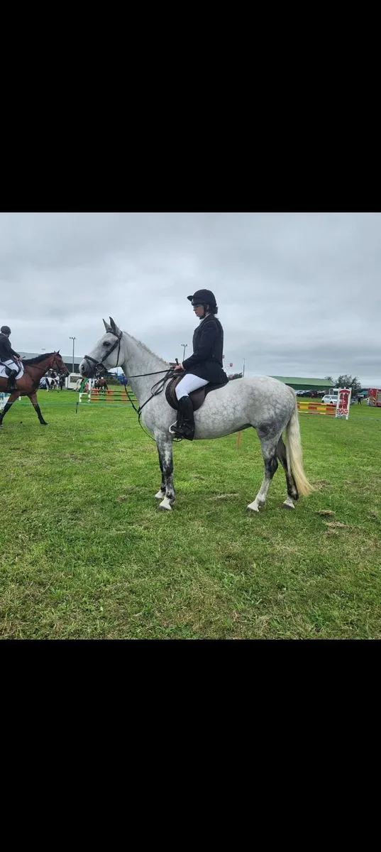 Lot 99 Sunday 20th - 5yr Ridden Mare - Image 3