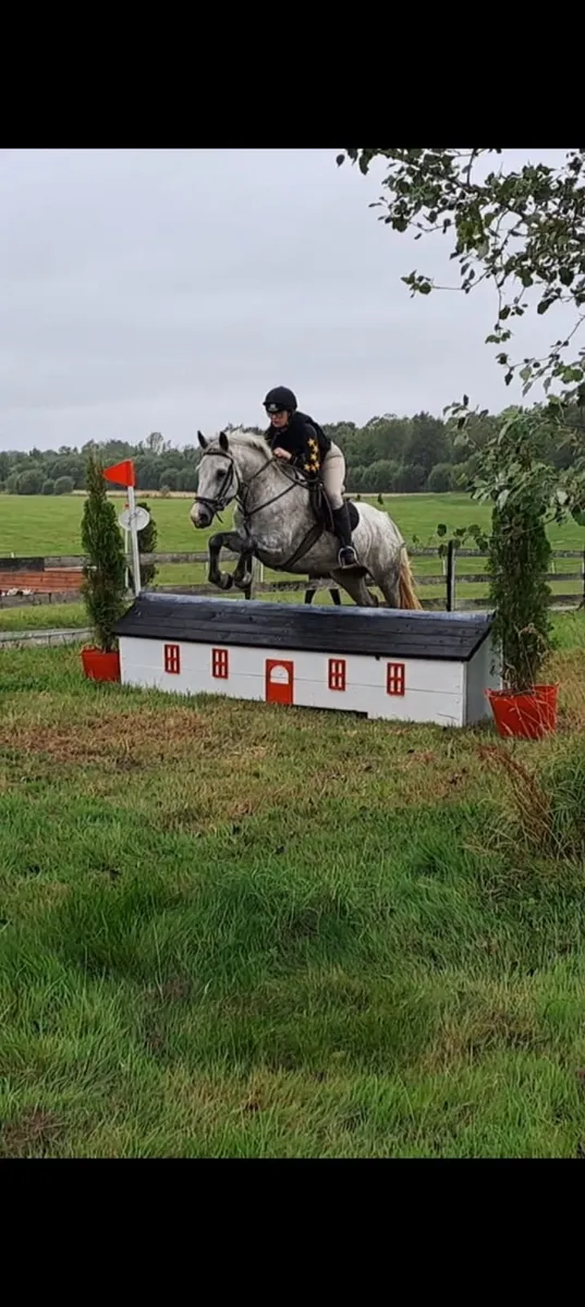 Lot 99 Sunday 20th - 5yr Ridden Mare - Image 4
