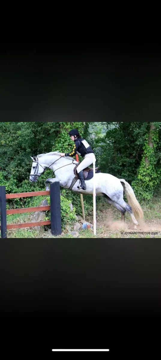Lot 99 Sunday 20th - 5yr Ridden Mare - Image 2