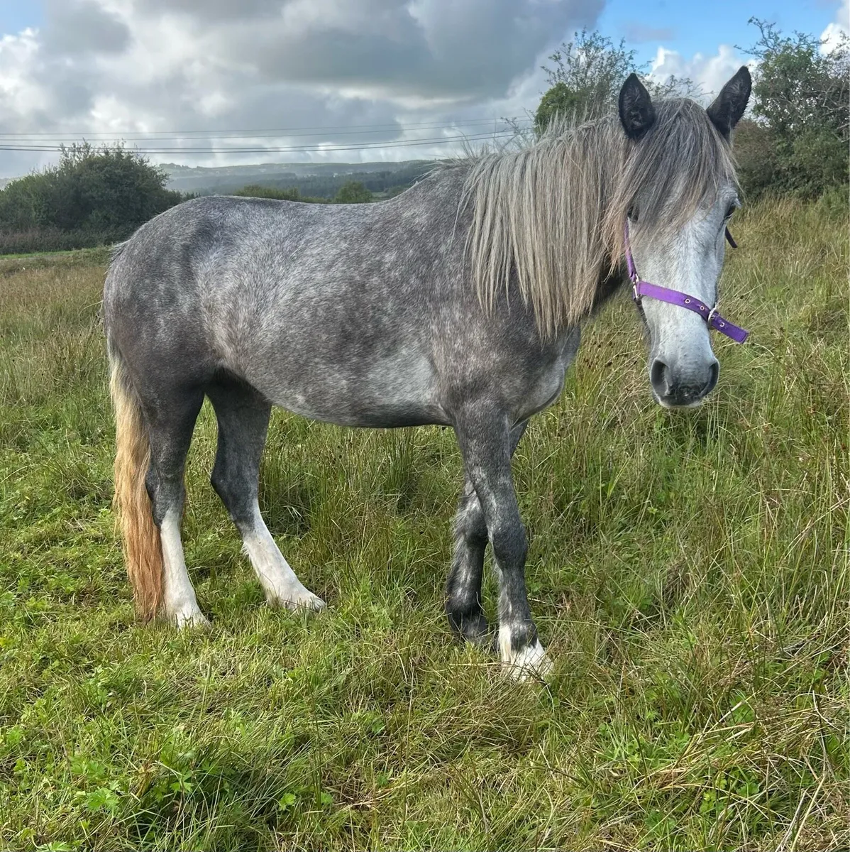 4 year old Connie X - Image 1