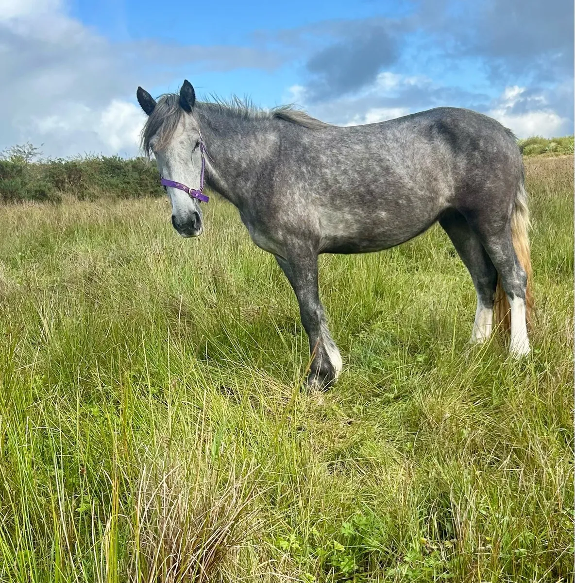 4 year old Connie X - Image 2