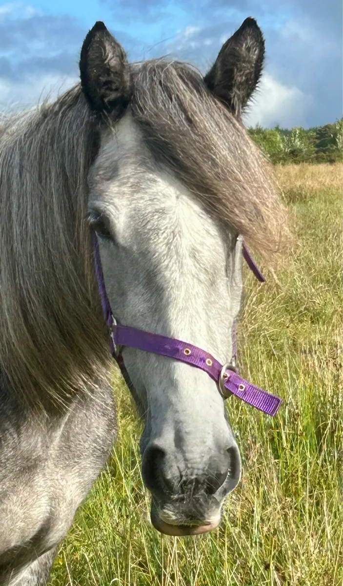 4 year old Connie X - Image 3