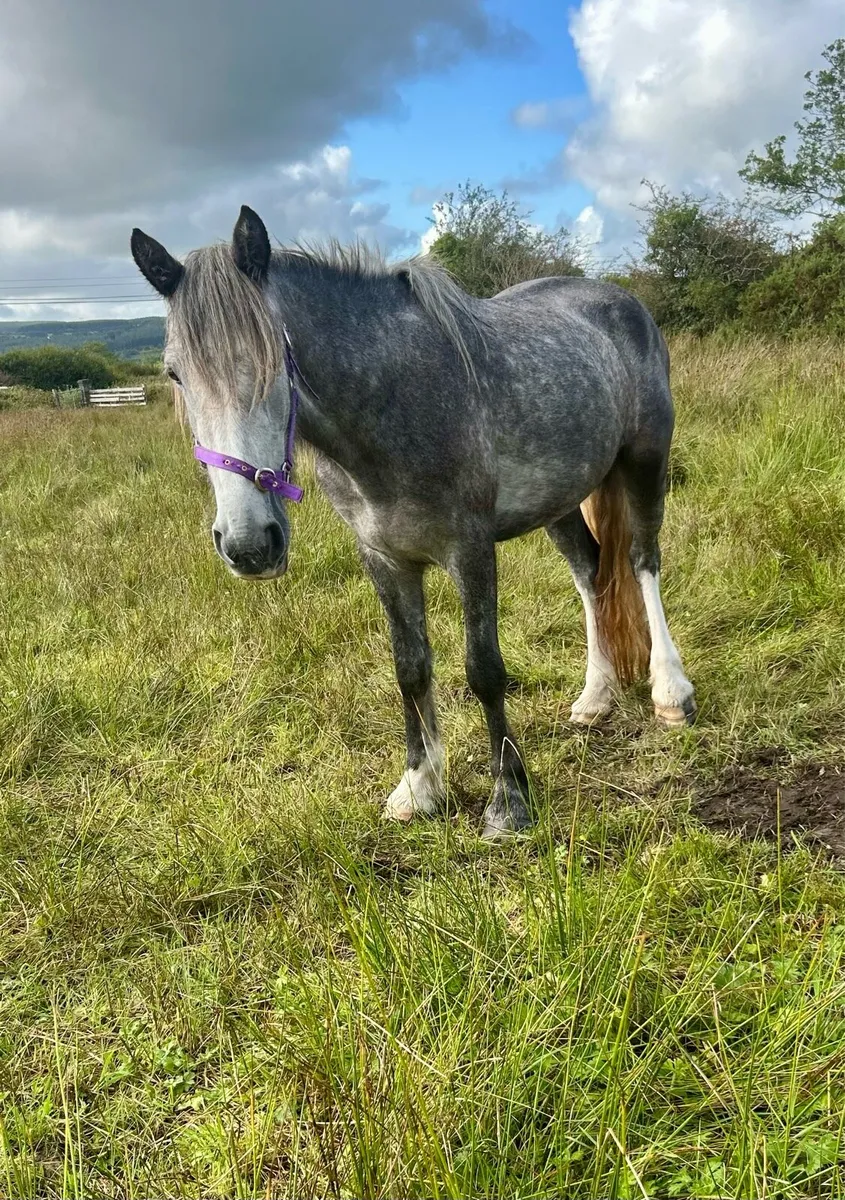 4 year old Connie X - Image 4