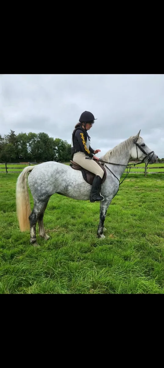 Lot 99 Sunday 20th - 5yr Ridden Mare - Image 1