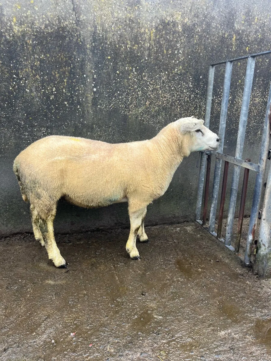 Texel ram - Image 1