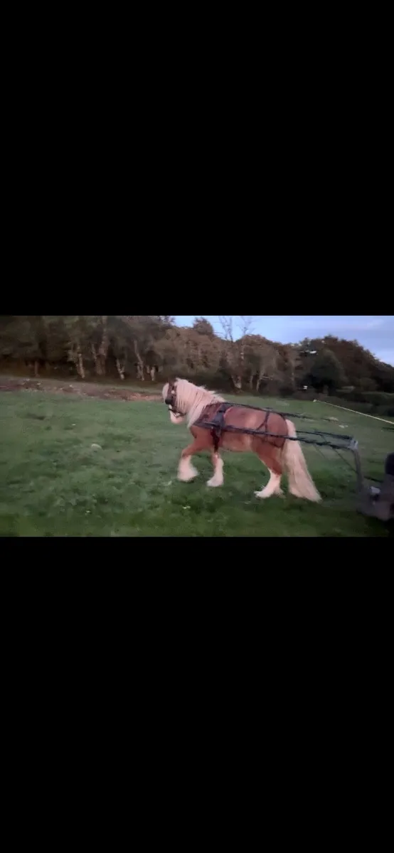 Pony - Image 1