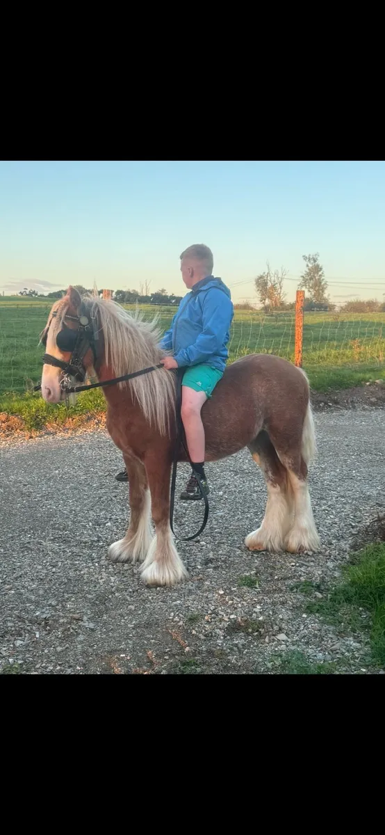 Pony - Image 2