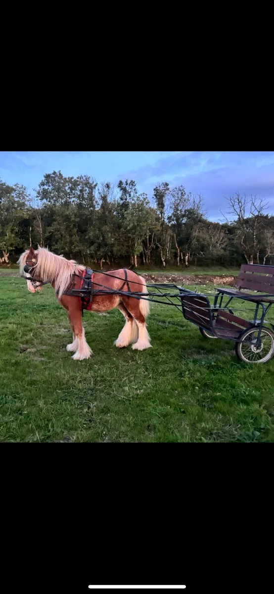 Pony - Image 3