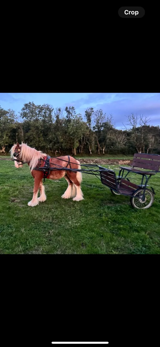 Pony - Image 4