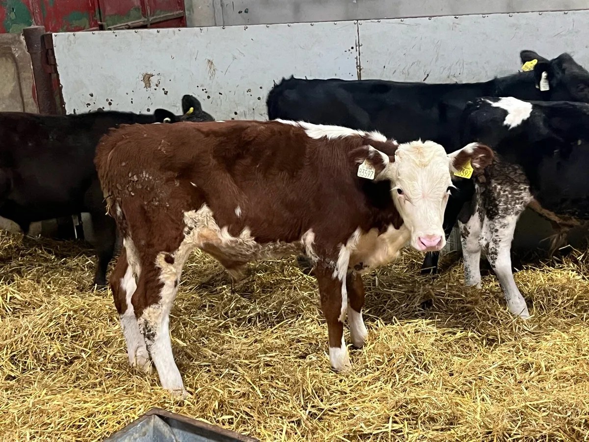 Real Proper AA HE Bull Weanlings - Image 1