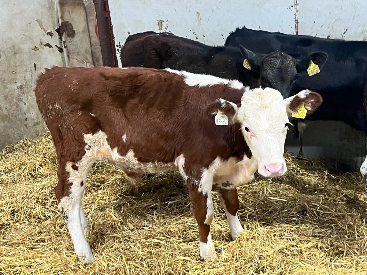 Real Proper AA HE Bull Weanlings - Image 2