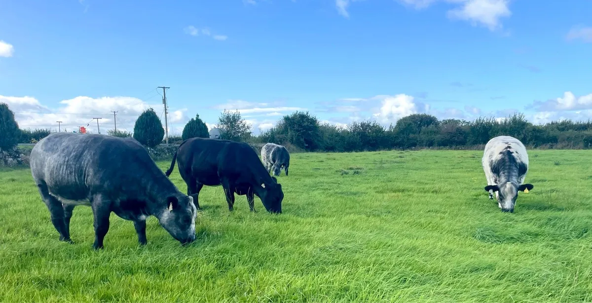 Breeding Heifers - Image 1