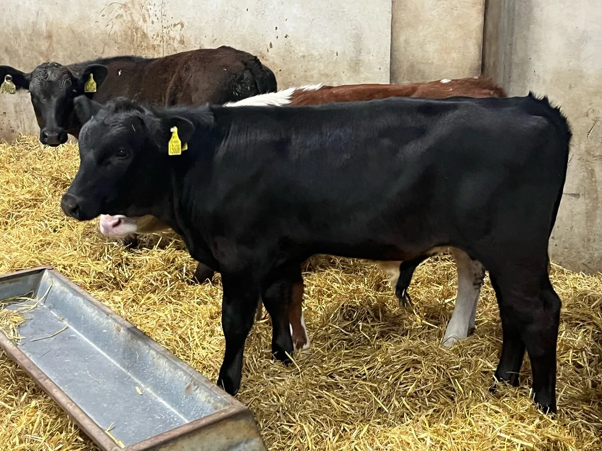 Real Proper AA HE Bull Weanlings - Image 3