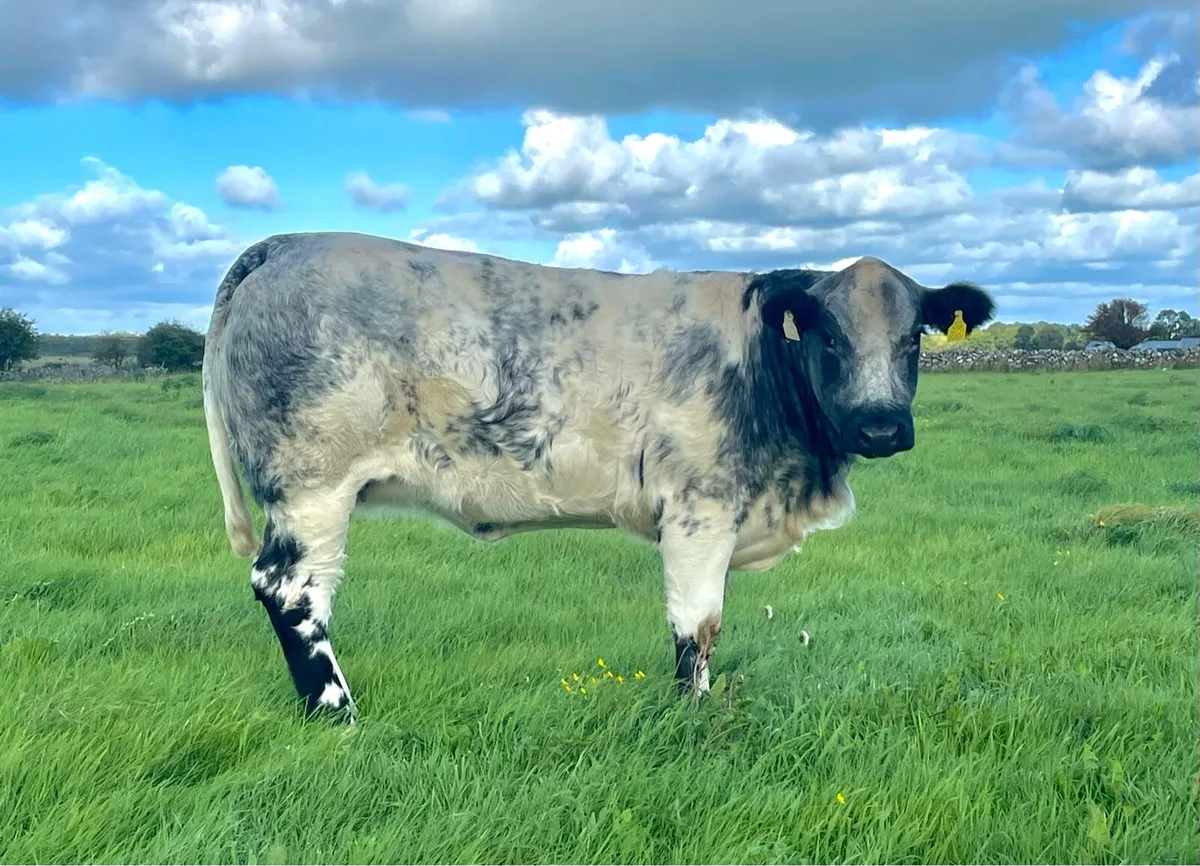 Breeding Heifers - Image 2