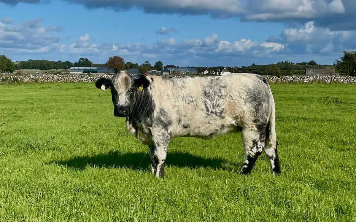 Breeding Heifers - Image 3