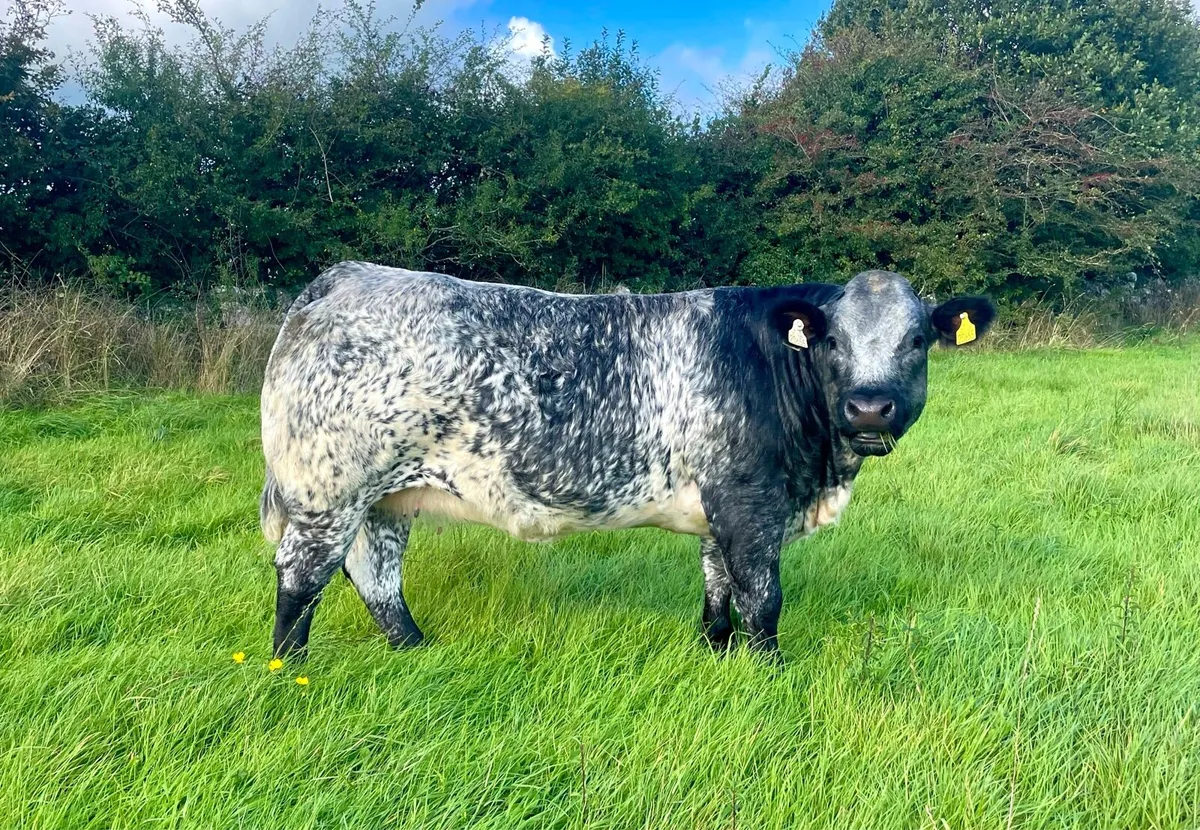 Breeding Heifers - Image 4