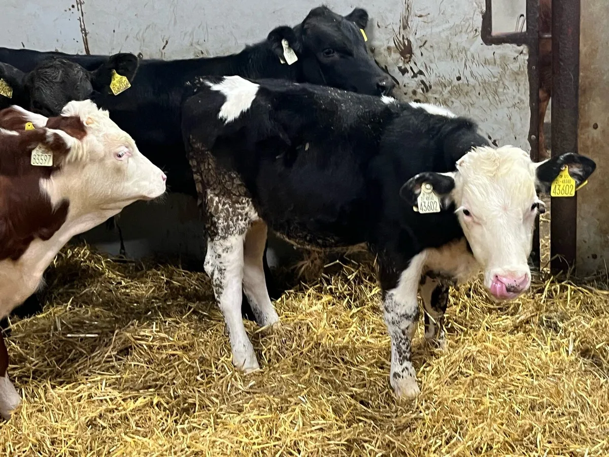 Real Proper AA HE Bull Weanlings - Image 4